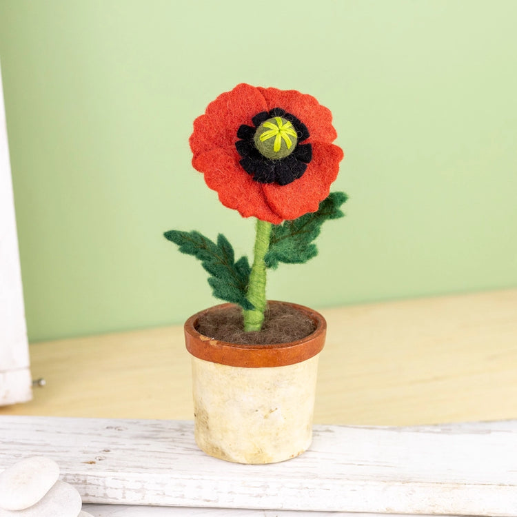 Potted Poppy Flower