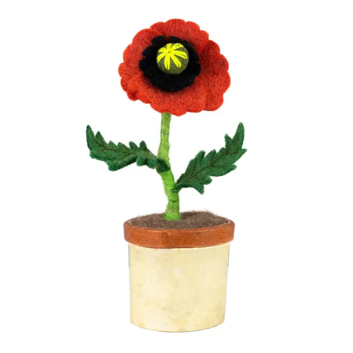 Potted Poppy Flower