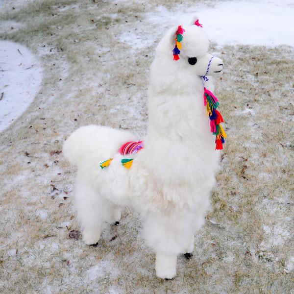 Decoration 40" Alpaca