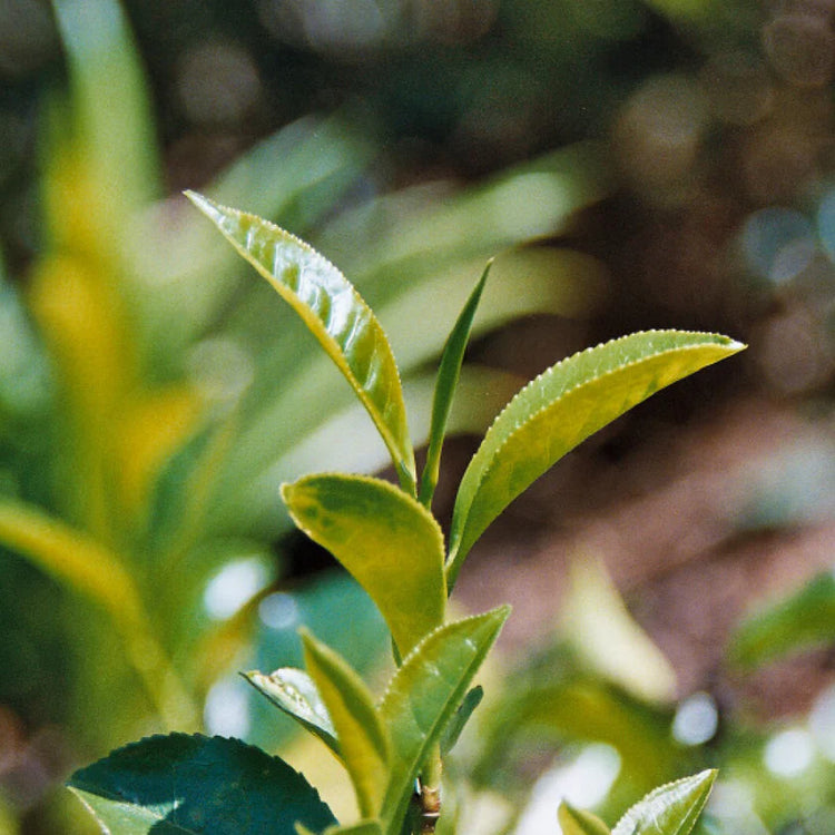 Organic Green Tea with Ginger